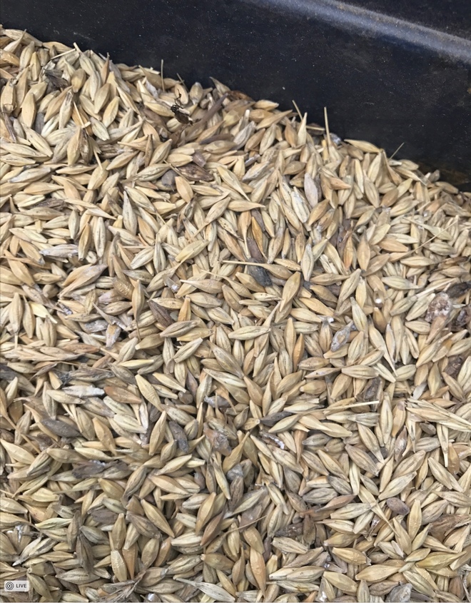 200MT Feed Barley For Sale Ex Farm Slightly Out of Spec Priced